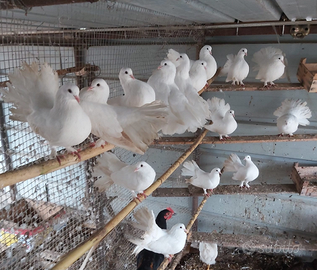 Razza colombi: pavincelli