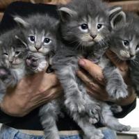 Cuccioli di gatto norvegese delle foreste