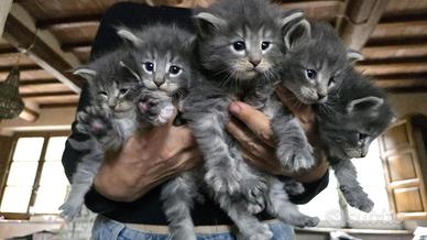 Cuccioli di gatto norvegese delle foreste