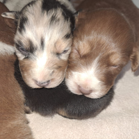 Australian Shepherd / Pastore Australiano