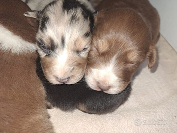 Australian Shepherd / Pastore Australiano