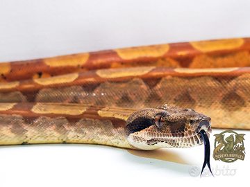 BCI 0.1 Hypo keywest het snow 2023