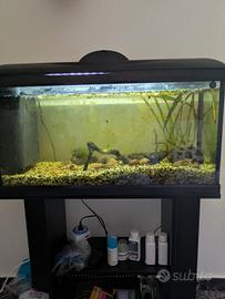 Acquario già allestito Amtra 80 basic