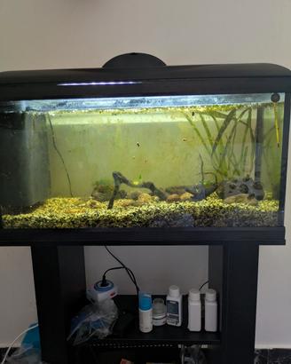 Acquario già allestito Amtra 80 basic