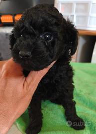 Cucciolo Barboncino toy