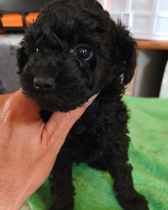 Cucciolo Barboncino toy