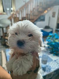 maltese