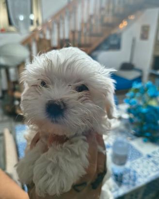maltese