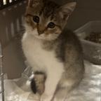 Zen, gattino di 2 mesi in ADOZIONE