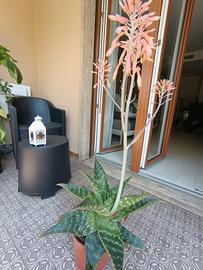 pianta aloe Vera 