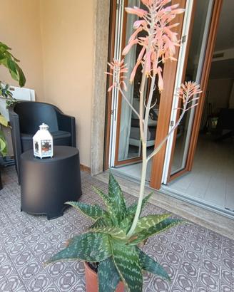pianta aloe Vera 