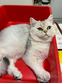 British Shorthair
