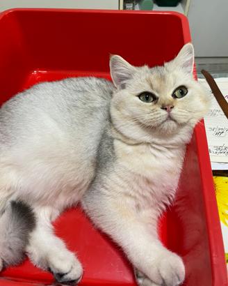 British Shorthair