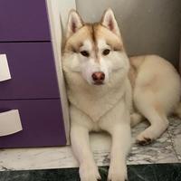 Husky siberiano per accoppiamento, monta