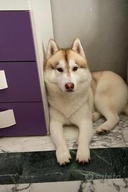 Husky siberiano per accoppiamento, monta