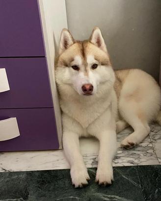 Husky siberiano per accoppiamento, monta