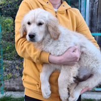 Cucciolo golden retriever