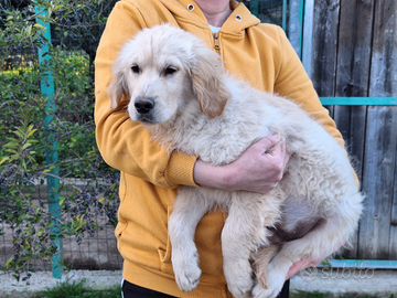 Cucciolo golden retriever