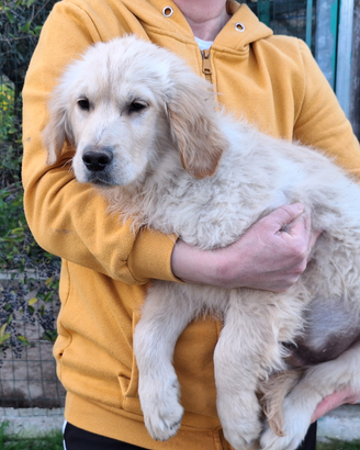Cucciolo golden retriever
