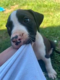 Cuccioli American Staffordshire Terrier