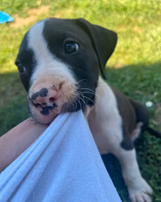 Cuccioli American Staffordshire Terrier