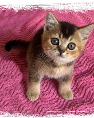 Gattini British Shorthair e Longhair