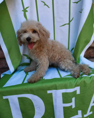 Julius maltipoo maschio