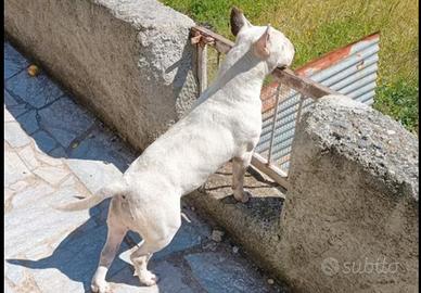 Bull terrier