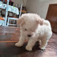 Cucciola di maltese toy