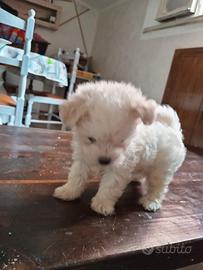 Cucciola di maltese toy