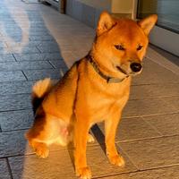 Shiba Inu Maschio