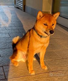 Shiba Inu Maschio