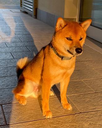 Shiba Inu Maschio