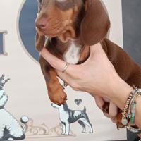 Bassotti maschio e femmina kaninchen