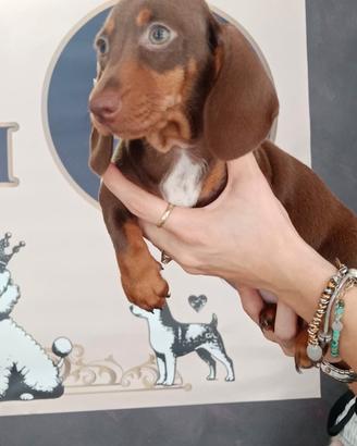 Bassotti maschio e femmina kaninchen