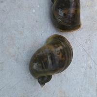 Lumache acquario laghetto