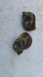 Lumache acquario laghetto