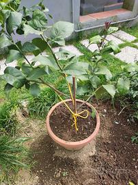 Pianta di limone in vaso