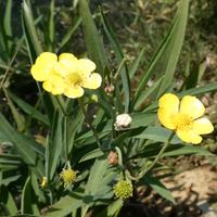 Il Ranunculus lingua, o Ranuncolo delle canne, è u