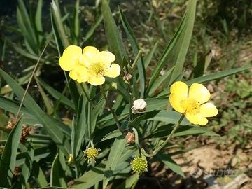 Il Ranunculus lingua, o Ranuncolo delle canne, è u
