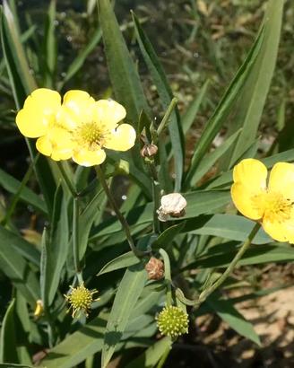 Il Ranunculus lingua, o Ranuncolo delle canne, è u