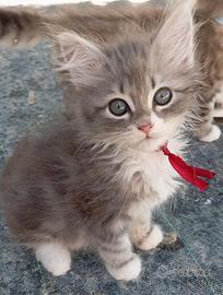Gattini siberiani ipoallergenici con pedigree