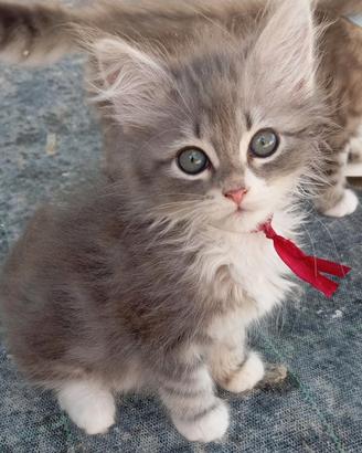Gattini siberiani ipoallergenici con pedigree