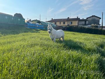Cavallo arabo