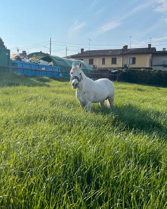 Cavallo arabo