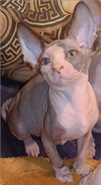 Cucciola di Sphynx