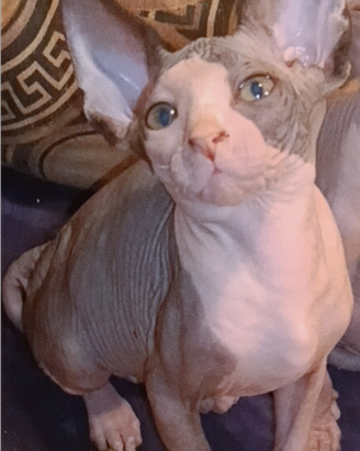 Cucciola di Sphynx