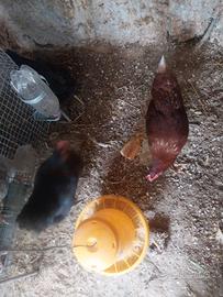 Galline ovaiole