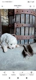 Cuccioli di pastore maremmano
