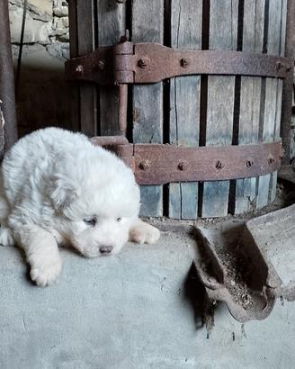 Cuccioli di pastore maremmano